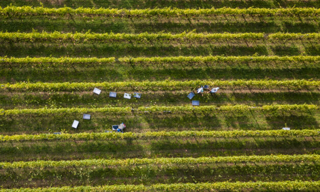 L’annata viticola 2023. L’azione della Peronospora